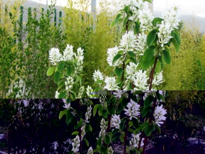 amelanchier Obelisk.jpg