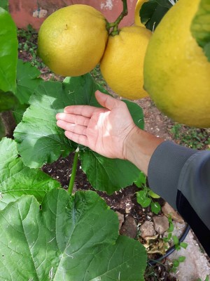 zucchine foglie.jpg