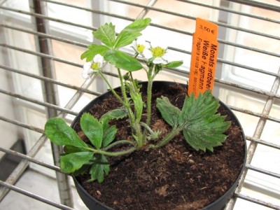 Fragaria vesca var.semperfl. Weibe Hagmann.jpg