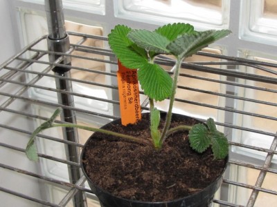 Fragaria nilgerrensis Fénhong Sè.jpg