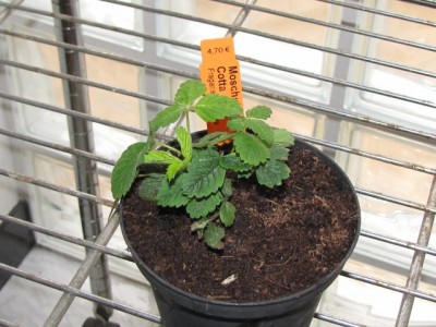 Fragaria moschata Cotta.jpg