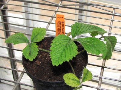 Fragaria moschata Askungen.jpg