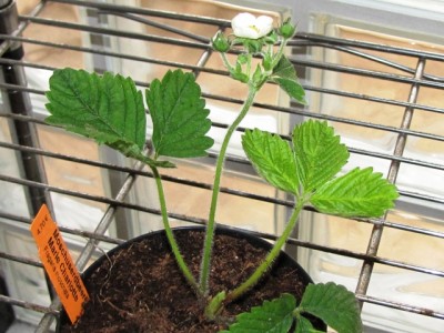 Fragaria moschata Marie Charlotte.jpg