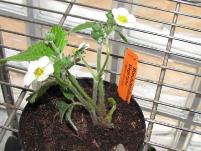 Fragaria moschata Siegerland.jpg