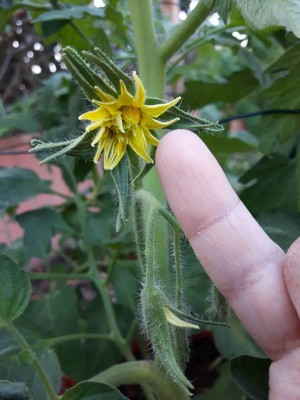 Fiore di Pomodoro col dito.jpg