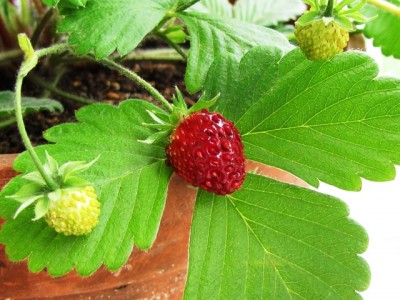 fragaria vesca var.semperflorens Piccina.jpg