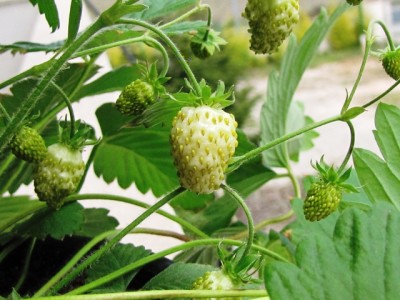 fragaria vesca var.semperflorens White Soul.jpg