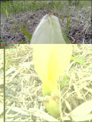 25042017calla-campo.jpg