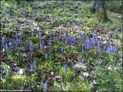 07042017salvia-pratensis.jpg