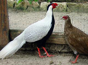 silverpheasants.jpg