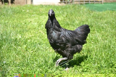 Gallina_Australorp_1.jpg