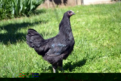 pollo_Australorp_3.jpg