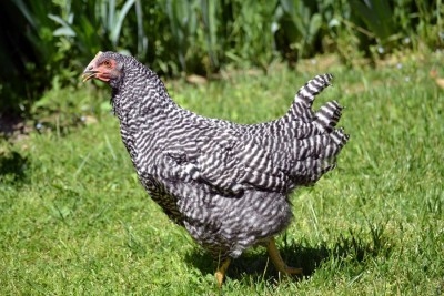 Gallina_Amrocks_3.jpg