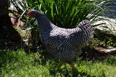 Gallina_Amrocks_4.jpg