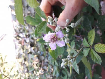 Primo fiore mora sarda 8-05-2017.jpg