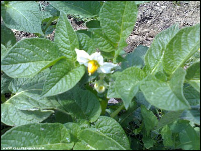 10052017fiori-patate.jpg