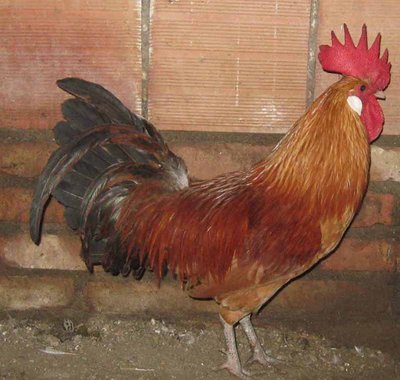 Gallo oro fiocchi neri foto 2.jpg