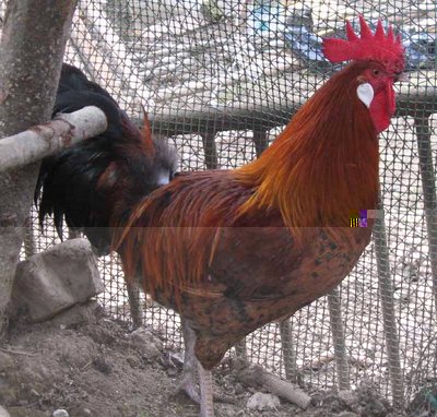 Gallo dorato moschettato foto 1.jpg