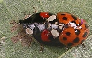 coccinelle.jpg