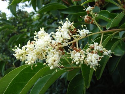 Ligustrum lucidum 0107.JPG