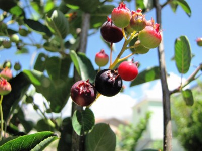 amelanchier lamarckii.jpg