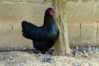 Australorp_4_mesi.jpg