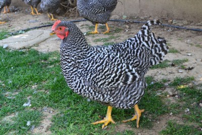 Amrocks_gallina_4_mesi.jpg