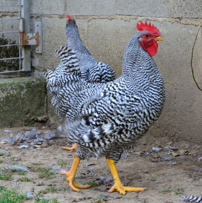 Amrocks_gallo_4_mesi.jpg