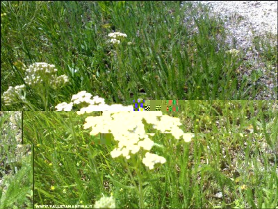 31052017achillea.jpg