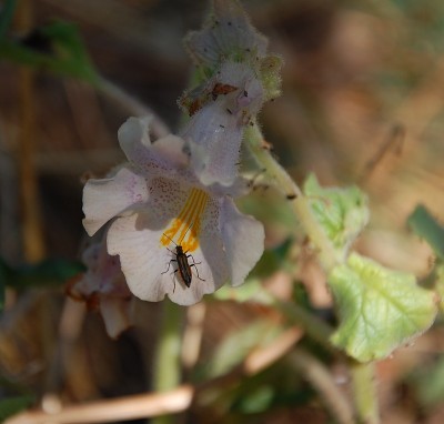 245 Proboscidea lousianica.JPG