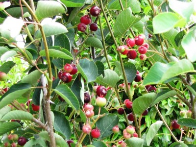 Amelanchier lamarckii.jpg