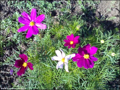 03062017cosmea.jpg