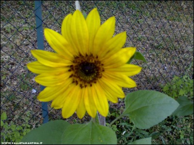 11062017girasole.jpg