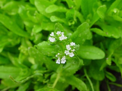 fiorevaleriana.JPG