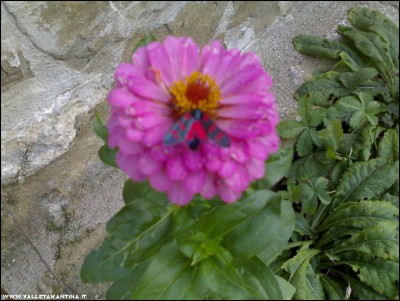 22062017farfalla-zinnia.jpg