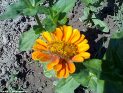 21062017zinnia-arancione.jpg