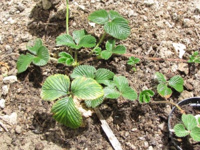 fragaria nilgerrensis.JPG