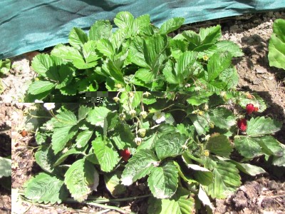 Fragaria vesca.JPG