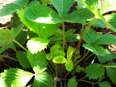 Fragaria vesca Golden Alexandria.jpg