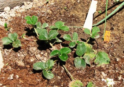 Fragaria nilgerrensis Bài Hòngsè.jpg