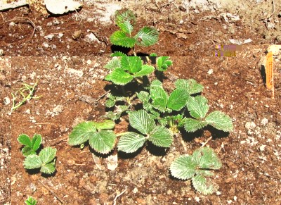 Fragaria nilgerrensis Fénhong Sè.jpg