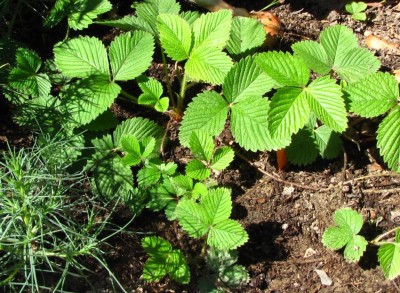 Fragaria moschata Bauwens.jpg