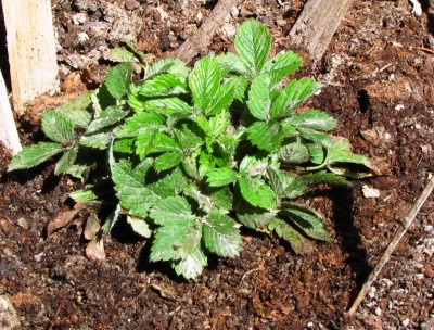 Fragaria moschata Schone Wienerin.jpg