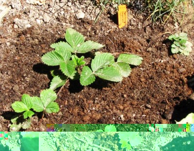 Fragaria moschata Siegerland.jpg