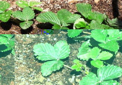 Fragaria moschata Capron Framboisé.jpg