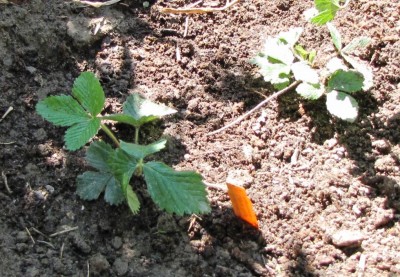 Fragaria moschata Capron Royal.jpg