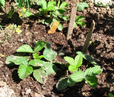 Fragaria moschata Marie Charlotte.jpg