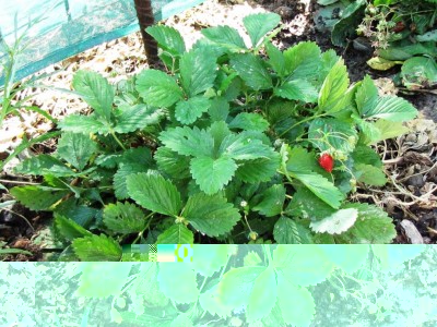 Fragaria vesca var.Baron Solemacher.jpg