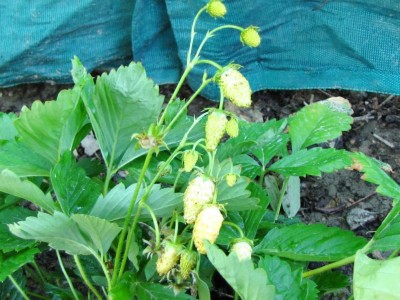 Fragaria vesca var.White Soul.jpg