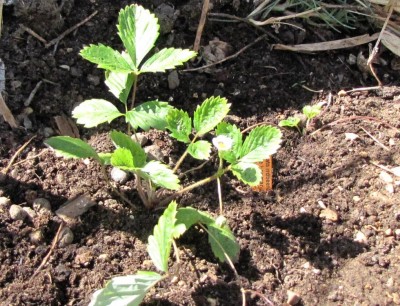 Fragaria vesca Weibe Hagmann.jpg